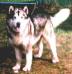  Totem's Skyking O'Kip