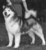 AM CH Sendaishi's Diamond Jim