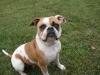  Nyga's Daisey PH31.31