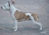 JCH.PL, CH.PL, CH.LT, CH.VET.PL, CH.VET.LT, BELLA VALOROSO Nux Vomica