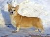 RU CH Hum'Nbird So Nice