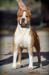 MULTI AND INTER CH. Harry Handsome Iz Doma Lankaster
