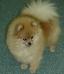  Clairmont's Lucy of P.O.E