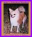 Anika's Tickled Mystic Tx  Walker-L