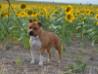 CH Red Warrior Diva at Michl R
