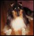 CH, NE/NC Valiant Leonine Star