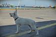 Zorfin Colt Dzika Banda