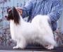 AM FIN SWISS CH. Queen Bless JP Romanee-Conti