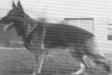  Dingo vom Bünberg