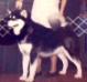 CH White Hawk Kemo of Grand-Paw