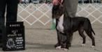 AKC PNT'D Noble Dancer Sirius of GrinNation