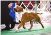 GCH MJR PNT'D CH Edelhaus Rawhide at GrinNation
