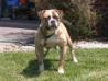 Sandoval's Tigra Azul of Dailey