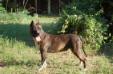 Thunder Rock's Vyperine Queen