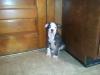 Bruiser's Collette Holloway 5 ( Holloway Bulldog )