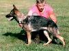 Ginga von der Grafschaft Wolfram