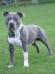 CH King (Ozzy) NHSB 2484863