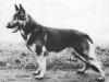 V Arko von der Delog