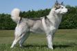 Elizabeth Elwynn Stormyth