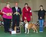AKC CH RuffWood Amazing Red Baby-Dragon