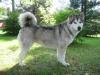 FIN CH Nanook Spirit Let's Have Fun
