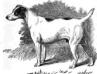 <span style="color: darkred">ENG CH</span> Bitters (late Jock) Mr. F. Burbridge's (by Tyrant)