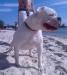 WorldClassBullies Mufassa's Ghost Warrior AKA Bones of HBB