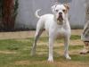  Albanybulls Backyard Roxy