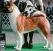 AKC CH Kuroi Kao Mystik R Legend Moves Forward