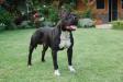  Sbigstaff Achmed the Black Prince