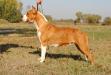 MDJCH. MACJCH. CACIB Sistaff`s Heart of the Ocean