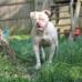 March's Hollywood  of epic bulldogs