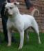 White Bull's Diva of Demoniac Team