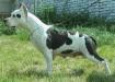 CH RUS Toir-Prestizh America,