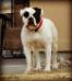 Chasteen's Little Nicky