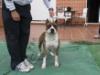  Thunder Bully Bosco