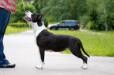INT&CH RUS,GRAND,CW,CACIB,CH BEL,MOL Zvezdnaya Noch s Zelenogo Goroda