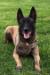 Boomer - CK-K9 LLC (Crain's Kennels)