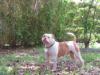  Sunset Bullies lady tiffany of tough enough