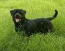 Linko Of P.P. Rottweiler