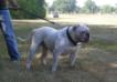COH's Naughty By Nature of Bloodlines <span style="color: darkblue">Need  breed book and registration number</span>