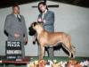 GCH Indra Zwart Spirit