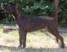 Carmichael's Brindle Scratch <span style="color: darkblue">Needs breed book and registration number.</span>