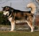 Faolan Nordic Wolf Issues of Yukon