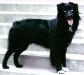 ASCA CH Howard's Wanagi-Ishna