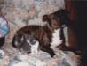  Dreamland's dog Luna