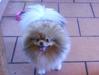  Cookie Star De Gnt