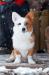  Corgi na Volge AMRITA