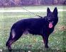 <span style="color: darkred">SG1</span> Stormfront's Brawnson <span style="color: darkblue">(4x) WPO Canada National Police Champion, Police K9, SWAT K9, AD BH SCHH3 DPO2 WPO PDH FH2</span>