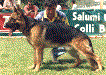 Paco Dell'Alto Pino